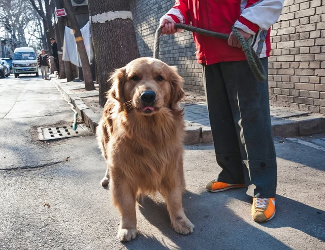 Người đàn ông Trung Quốc biến thú cưng thành “động cơ sống”, cảnh tượng trên đường khiến mạng xã hội phẫn nộ- Ảnh 2. Người đàn ông Trung Quốc biến thú cưng thành “động cơ sống”, cảnh tượng trên đường khiến mạng xã hội phẫn nộ- Ảnh 2.