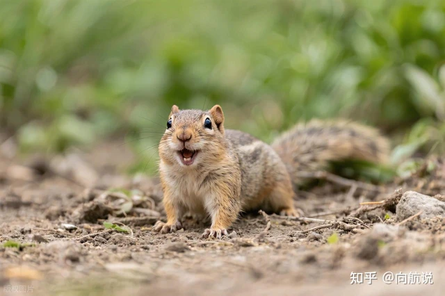 Vì sao hy sinh lại giúp chiến thắng trong tiến hóa khi gen ích kỷ vẫn âm thầm chi phối mọi hành vi sống còn - Ảnh 1.