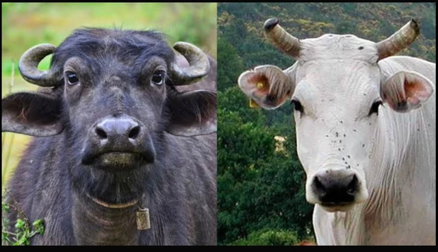 V&igrave; sao tr&acirc;u v&agrave; b&ograve; c&oacute; ngoại h&igrave;nh rất giống nhau nhưng gần như kh&ocirc;ng thể lai tạo với nhau? - Ảnh 1.
