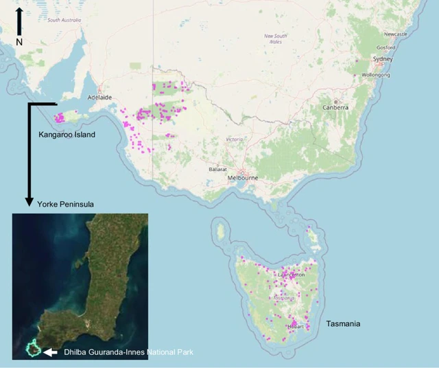 Phát hiện chấn động về loài thú có túi tí hon nhất thế giới: Sự tái xuất đầy bất ngờ sau hai thập kỷ ẩn mình tại Nam Úc - Ảnh 2.