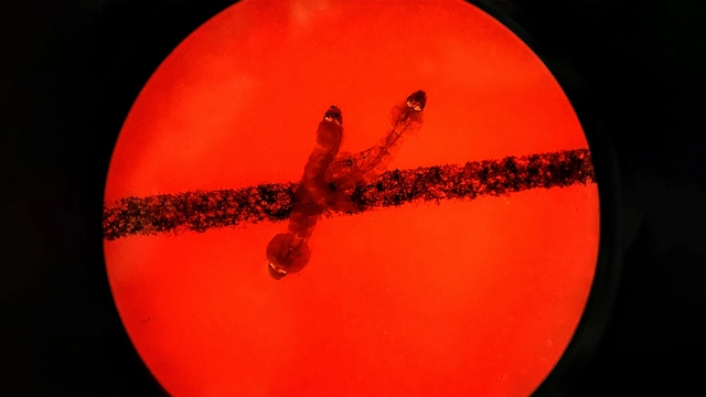 Vi sinh vật có thể "quá giang" xuyên Hệ Mặt Trời qua các mảnh vỡ thiên thạch, hé mở những câu hỏi mới về nguồn gốc sự sống - Ảnh 2.