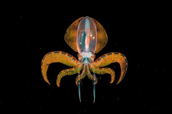 Bộ sưu tập ảnh thi&ecirc;n nhi&ecirc;n của năm: Hổ Sibera &ocirc;m c&acirc;y, ch&uacute; khỉ chill v&agrave; con kiến b&aacute;m lấy bọ c&aacute;nh cam - Ảnh 7.