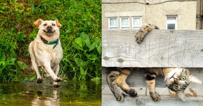 Cười nghi&ecirc;ng ngả với 14 bức h&igrave;nh thắng Giải nhiếp ảnh động vật h&agrave;i năm 2020 - Ảnh 1.