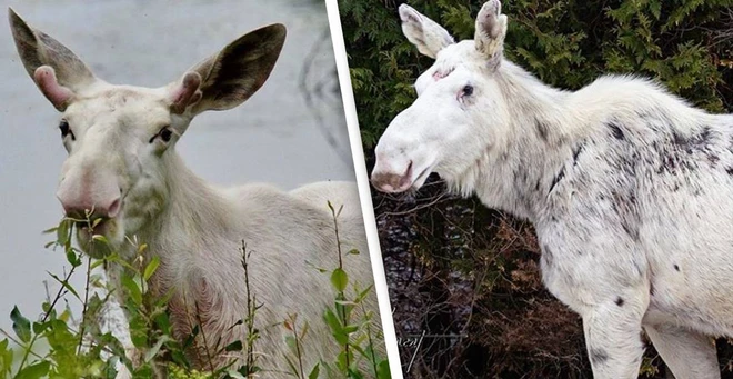 C&aacute;i chết của nai sừng tấm trắng ở Canada khiến cho cư d&acirc;n bản địa cảm thấy phẫn nộ, buồn b&atilde; v&agrave; t&igrave;m kiếm những kẻ đ&atilde; ra tay - Ảnh 3.