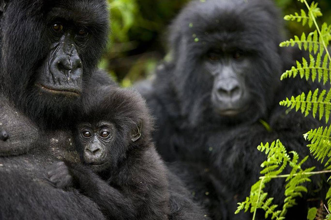 4 con khỉ đột si&ecirc;u qu&yacute; hiếm bất ngờ tử vong với vết thương giống hệt nhau, nghi l&agrave; do s&eacute;t đ&aacute;nh tr&uacute;ng - Ảnh 1.