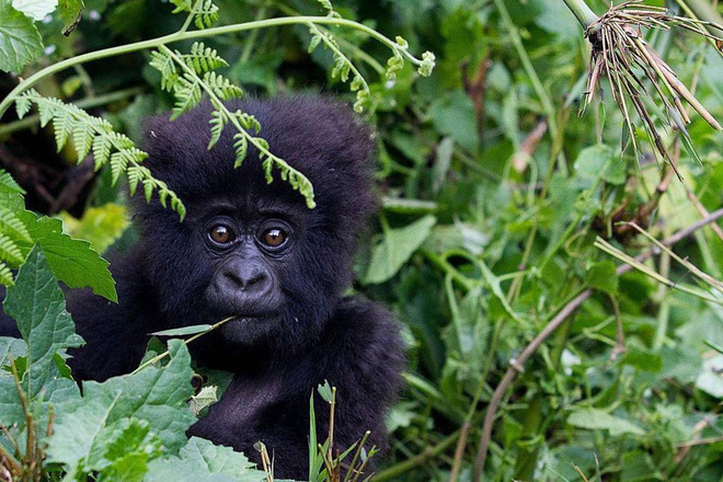 4 con khỉ đột si&ecirc;u qu&yacute; hiếm bất ngờ tử vong với vết thương giống hệt nhau, nghi l&agrave; do s&eacute;t đ&aacute;nh tr&uacute;ng - Ảnh 3.