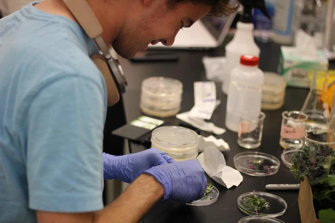 Dự kiến tới năm 2021, nh&acirc;n loại sẽ c&oacute; vựa l&uacute;a chịu mặn nổi tr&ecirc;n mặt biển đầu ti&ecirc;n - Ảnh 2.