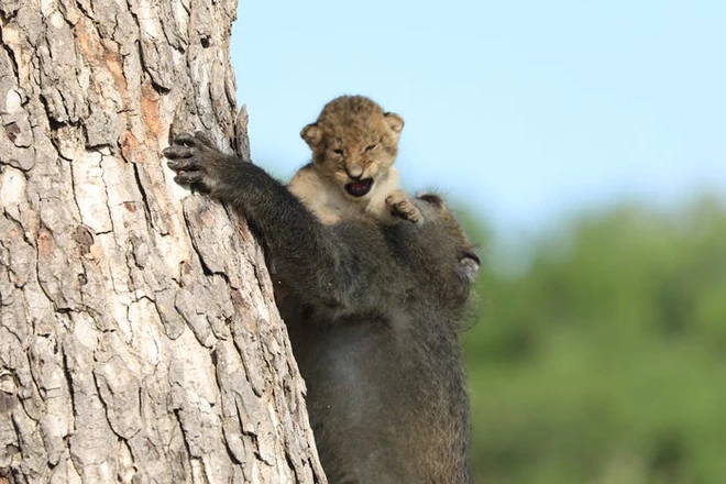 The Lion King đời thực l&agrave; đ&acirc;y: Ch&uacute; khỉ đầu ch&oacute; vừa leo tr&egrave;o vừa bế sư tử con, quyết kh&ocirc;ng bu&ocirc;ng tay - Ảnh 5.
