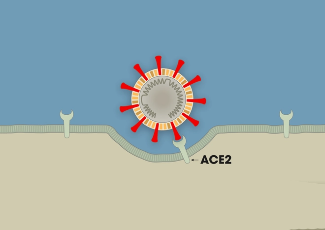 Nh&agrave; văn khoa học m&ocirc; tả tường tận qu&aacute; tr&igrave;nh virus corona l&acirc;y nhiễm, tấn c&ocirc;ng người bệnh - Ảnh 5.