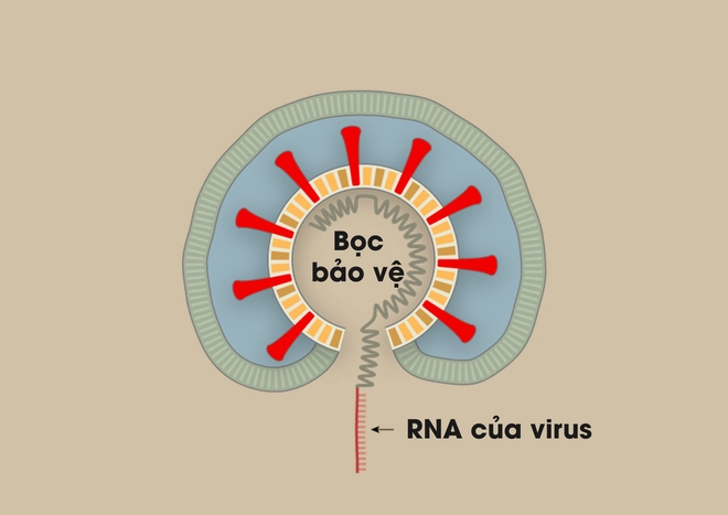 Nh&agrave; văn khoa học m&ocirc; tả tường tận qu&aacute; tr&igrave;nh virus corona l&acirc;y nhiễm, tấn c&ocirc;ng người bệnh - Ảnh 6.