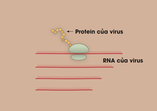 Nh&agrave; văn khoa học m&ocirc; tả tường tận qu&aacute; tr&igrave;nh virus corona l&acirc;y nhiễm, tấn c&ocirc;ng người bệnh - Ảnh 7.