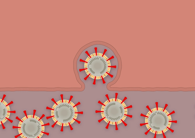 Nh&agrave; văn khoa học m&ocirc; tả tường tận qu&aacute; tr&igrave;nh virus corona l&acirc;y nhiễm, tấn c&ocirc;ng người bệnh - Ảnh 9.