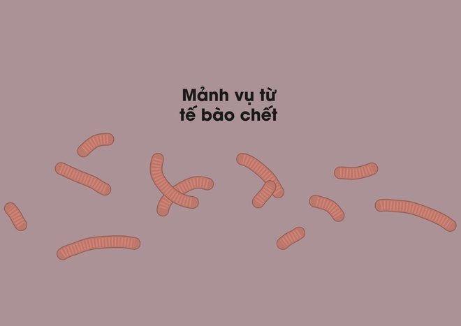 [Infographic] Covid-19 l&acirc;y nhiễm tế b&agrave;o phổi như thế n&agrave;o? Tại sao n&oacute; lại nguy hiểm vậy? - Ảnh 10.