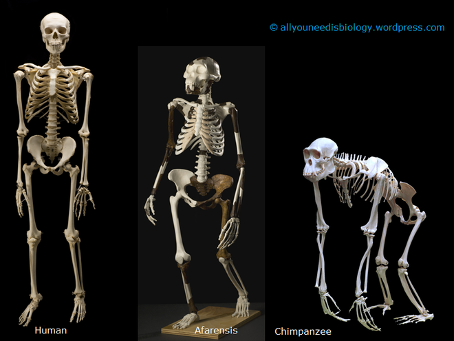 H&oacute;a ra 100 năm khoa học đ&atilde; nhầm: Chỗ l&otilde;m tr&ecirc;n b&agrave;n ch&acirc;n kh&ocirc;ng gi&uacute;p con người đứng thẳng, m&agrave; l&agrave; v&ograve;m xương ngang - Ảnh 8.