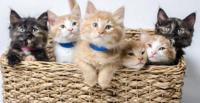 K&ecirc;nh truyền h&igrave;nh Mỹ ph&aacute;t video ch&oacute; m&egrave;o 94 tiếng li&ecirc;n tục để kh&aacute;n giả đỡ stress trong m&ugrave;a Covid-19 - Ảnh 1.