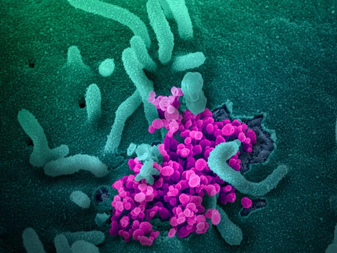 Tin vui: Virus corona đột biến chậm hơn c&uacute;m, vắc-xin Covid-19 sẽ c&oacute; hiệu quả k&eacute;o d&agrave;i - Ảnh 4.