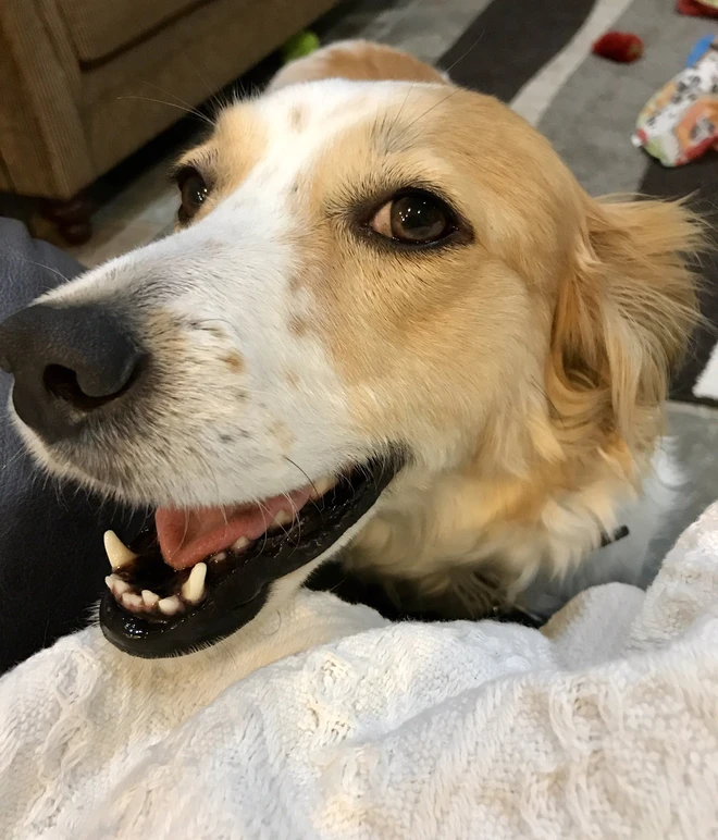 [Ch&ugrave;m ảnh vui] 7749 c&aacute;ch th&uacute; cưng ph&aacute; đ&aacute;m c&aacute;c sen phải l&agrave;m việc ở nh&agrave; để tr&aacute;nh Covid-19 - Ảnh 1.