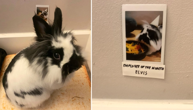 [Ch&ugrave;m ảnh vui] 7749 c&aacute;ch th&uacute; cưng ph&aacute; đ&aacute;m c&aacute;c sen phải l&agrave;m việc ở nh&agrave; để tr&aacute;nh Covid-19 - Ảnh 17.