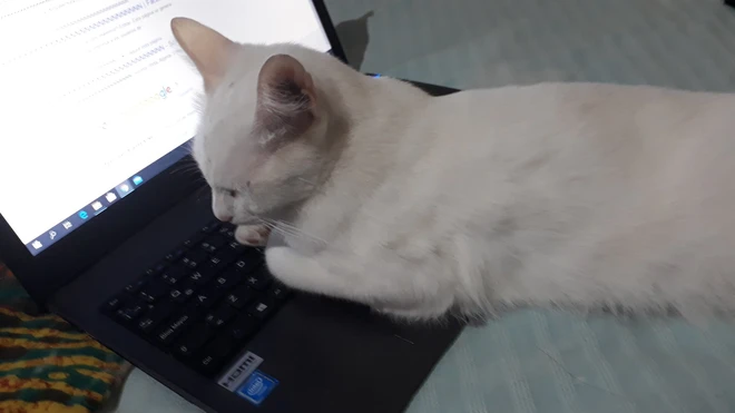 [Ch&ugrave;m ảnh vui] 7749 c&aacute;ch th&uacute; cưng ph&aacute; đ&aacute;m c&aacute;c sen phải l&agrave;m việc ở nh&agrave; để tr&aacute;nh Covid-19 - Ảnh 10.