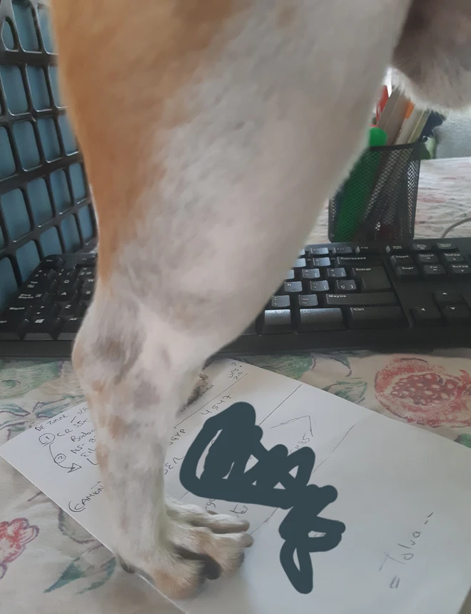 [Ch&ugrave;m ảnh vui] 7749 c&aacute;ch th&uacute; cưng ph&aacute; đ&aacute;m c&aacute;c sen phải l&agrave;m việc ở nh&agrave; để tr&aacute;nh Covid-19 - Ảnh 11.