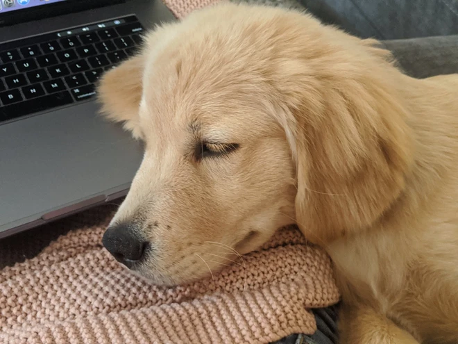 [Ch&ugrave;m ảnh vui] 7749 c&aacute;ch th&uacute; cưng ph&aacute; đ&aacute;m c&aacute;c sen phải l&agrave;m việc ở nh&agrave; để tr&aacute;nh Covid-19 - Ảnh 12.