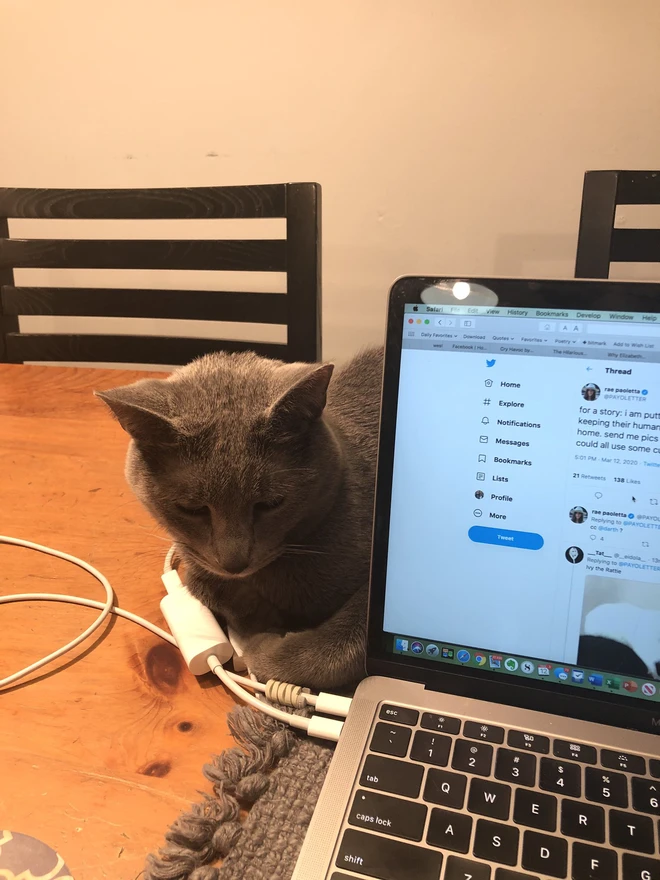 [Ch&ugrave;m ảnh vui] 7749 c&aacute;ch th&uacute; cưng ph&aacute; đ&aacute;m c&aacute;c sen phải l&agrave;m việc ở nh&agrave; để tr&aacute;nh Covid-19 - Ảnh 13.