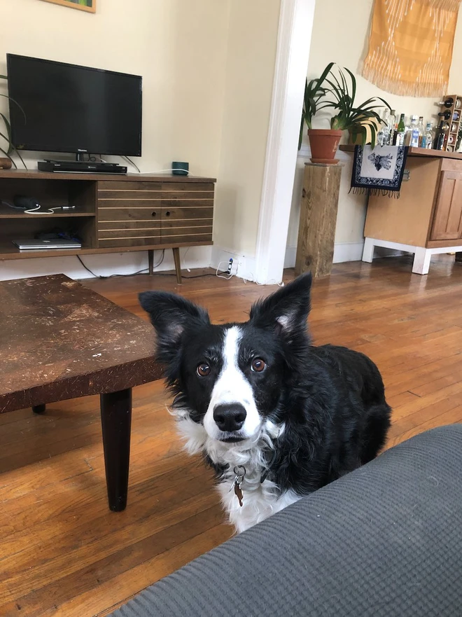 [Ch&ugrave;m ảnh vui] 7749 c&aacute;ch th&uacute; cưng ph&aacute; đ&aacute;m c&aacute;c sen phải l&agrave;m việc ở nh&agrave; để tr&aacute;nh Covid-19 - Ảnh 2.