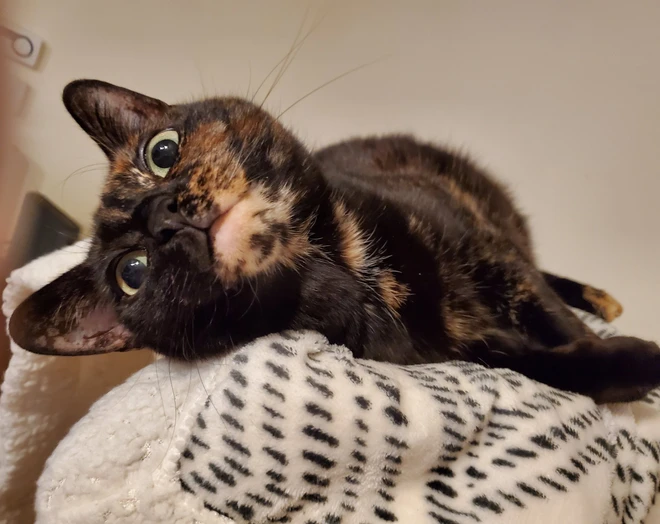 [Ch&ugrave;m ảnh vui] 7749 c&aacute;ch th&uacute; cưng ph&aacute; đ&aacute;m c&aacute;c sen phải l&agrave;m việc ở nh&agrave; để tr&aacute;nh Covid-19 - Ảnh 3.