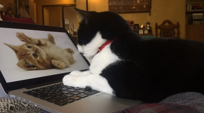 [Ch&ugrave;m ảnh vui] 7749 c&aacute;ch th&uacute; cưng ph&aacute; đ&aacute;m c&aacute;c sen phải l&agrave;m việc ở nh&agrave; để tr&aacute;nh Covid-19 - Ảnh 8.