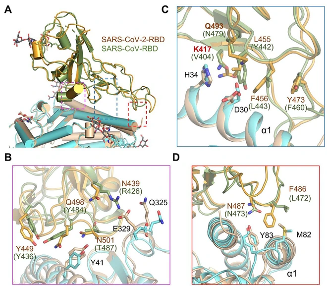 Chụp được ảnh virus Covid-19 ở độ ph&acirc;n giải nguy&ecirc;n tử, c&aacute;c nh&agrave; khoa học kh&aacute;m ph&aacute; ra bản chất l&acirc;y nhiễm h&oacute;a học của n&oacute; - Ảnh 8.