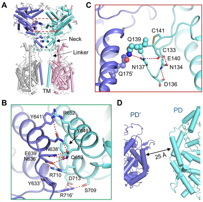 Chụp được ảnh virus Covid-19 ở độ ph&acirc;n giải nguy&ecirc;n tử, c&aacute;c nh&agrave; khoa học kh&aacute;m ph&aacute; ra bản chất l&acirc;y nhiễm h&oacute;a học của n&oacute; - Ảnh 5.