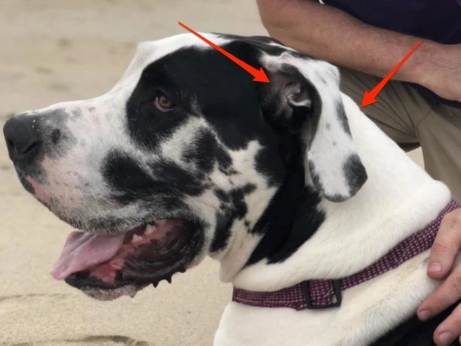 [Ch&ugrave;m ảnh vui] Những khoảnh khắc tr&ugrave;ng hợp đến kh&oacute; tin, kh&ocirc;ng xem kĩ m&agrave; chỉ lướt qua sương sương l&agrave; nh&igrave;n nhầm ngay - Ảnh 32.