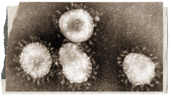 Lịch sử b&iacute; ẩn của họ virus corona: Từ cơn cảm lạnh th&ocirc;ng thường đến những đại dịch to&agrave;n cầu - Ảnh 6.