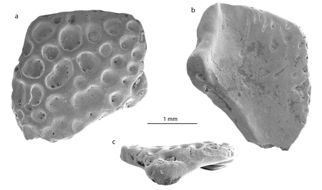 Giới khoa học sửng sốt khi ph&aacute;t hiện h&oacute;a thạch ếch Nam Mỹ tại Nam Cực - Ảnh 1.