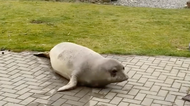 C&oacute; con hải tượng đang sống trong s&acirc;n nh&agrave; t&ocirc;i - Ảnh 1.