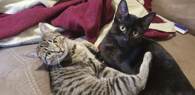 Nghi&ecirc;n cứu: SARS-CoV-2 c&oacute; thể l&acirc;y nhiễm tr&ecirc;n m&egrave;o, c&aacute;c vật nu&ocirc;i kh&aacute;c như ch&oacute;, lợn, g&agrave; v&agrave; vịt kh&ocirc;ng bị nhiễm bệnh - Ảnh 2.