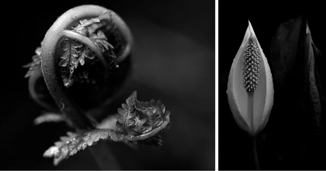 T&igrave;m cảm hứng nhiếp ảnh trong giới hạn của bốn bức tường - Ảnh 1.