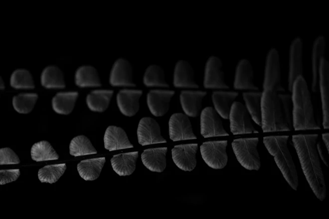 T&igrave;m cảm hứng nhiếp ảnh trong giới hạn của bốn bức tường - Ảnh 5.