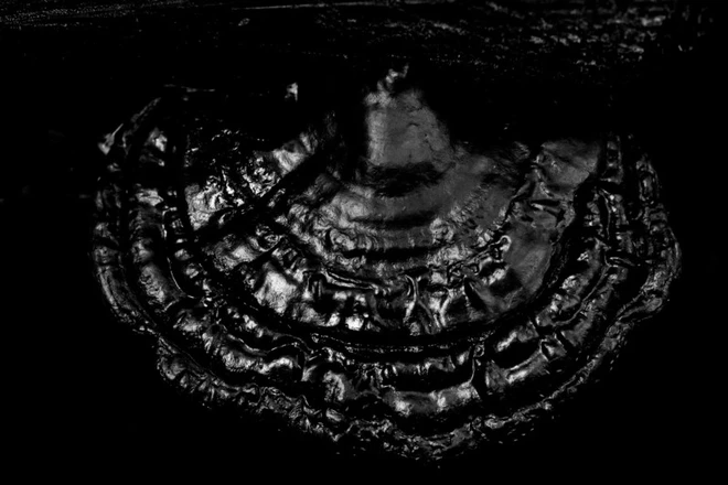 T&igrave;m cảm hứng nhiếp ảnh trong giới hạn của bốn bức tường - Ảnh 7.