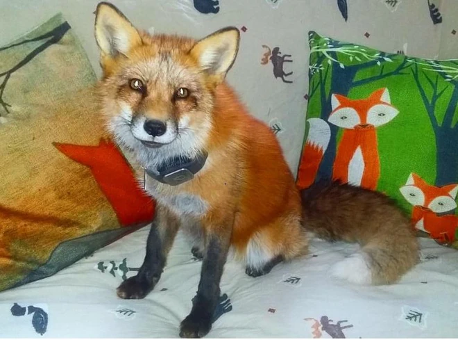 Ch&uacute; c&aacute;o tinh qu&aacute;i ăn cắp smartphone của chủ khi đang bật chế độ ghi h&igrave;nh, được lu&ocirc;n đoạn video cực nghệ - Ảnh 2.