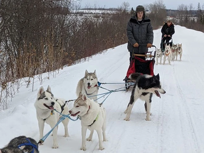 C&ocirc; g&aacute;i sử dụng đ&agrave;n ch&oacute; k&eacute;o xe trượt tuyết để giao h&agrave;ng cho người cao tuổi, gi&uacute;p họ khỏi phải ra ngo&agrave;i mua sắm - Ảnh 4.