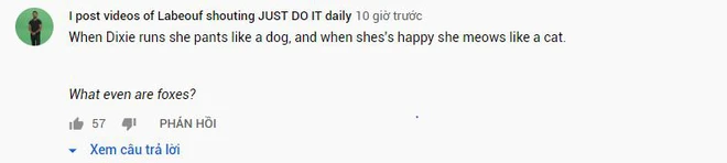 Ch&uacute; c&aacute;o tinh qu&aacute;i ăn cắp smartphone của chủ khi đang bật chế độ ghi h&igrave;nh, được lu&ocirc;n đoạn video cực nghệ - Ảnh 6.