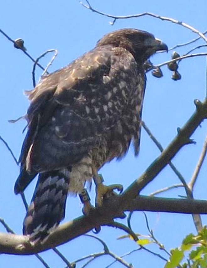 Mối t&igrave;nh ngang tr&aacute;i giữa 2 lo&agrave;i diều h&acirc;u đ&atilde; tạo ra 1 giống con lai si&ecirc;u hiếm khiến giới khoa học phải kinh ngạc - Ảnh 4.