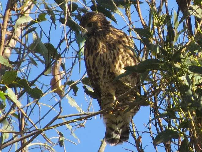 Mối t&igrave;nh ngang tr&aacute;i giữa 2 lo&agrave;i diều h&acirc;u đ&atilde; tạo ra 1 giống con lai si&ecirc;u hiếm khiến giới khoa học phải kinh ngạc - Ảnh 5.