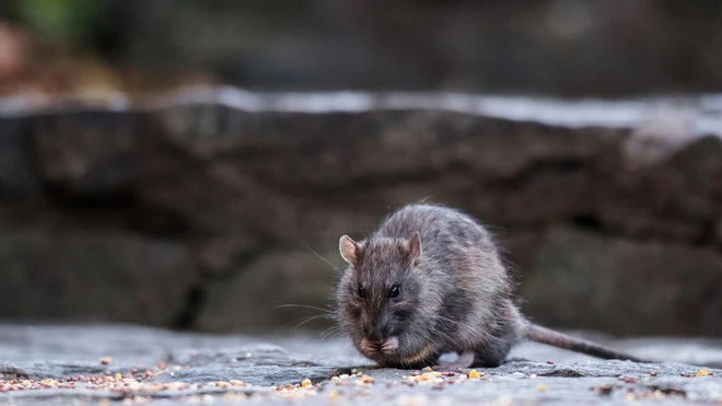 Nghi&ecirc;n cứu cảnh b&aacute;o con người sẽ phải đối mặt với nhiều đại dịch mới, nếu c&ograve;n tiếp tục khai th&aacute;c thi&ecirc;n nhi&ecirc;n như hiện nay - Ảnh 5.