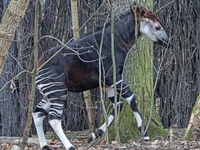 Vẻ đẹp của 24 lo&agrave;i động vật mới được đưa v&agrave;o s&aacute;ch đỏ, c&oacute; thể ch&uacute;ng ta sẽ kh&ocirc;ng c&ograve;n nh&igrave;n thấy ch&uacute;ng trong tương lai - Ảnh 2.