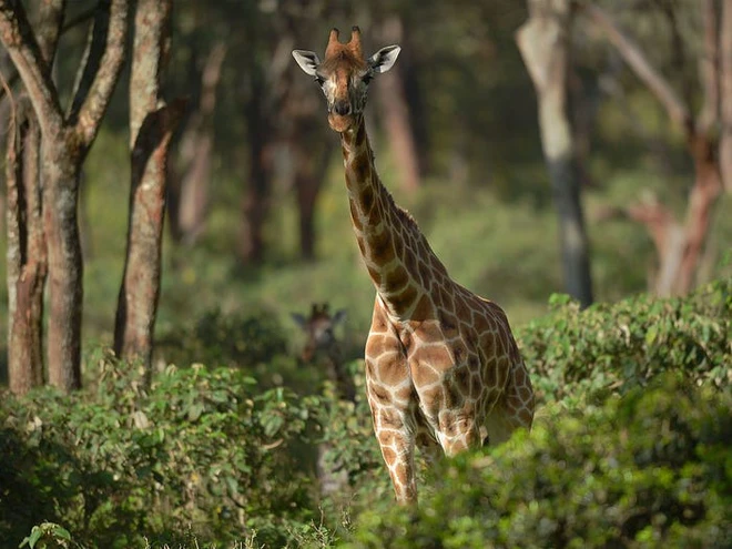 Vẻ đẹp của 24 lo&agrave;i động vật mới được đưa v&agrave;o s&aacute;ch đỏ, c&oacute; thể ch&uacute;ng ta sẽ kh&ocirc;ng c&ograve;n nh&igrave;n thấy ch&uacute;ng trong tương lai - Ảnh 4.