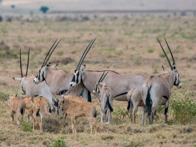 Vẻ đẹp của 24 lo&agrave;i động vật mới được đưa v&agrave;o s&aacute;ch đỏ, c&oacute; thể ch&uacute;ng ta sẽ kh&ocirc;ng c&ograve;n nh&igrave;n thấy ch&uacute;ng trong tương lai - Ảnh 6.