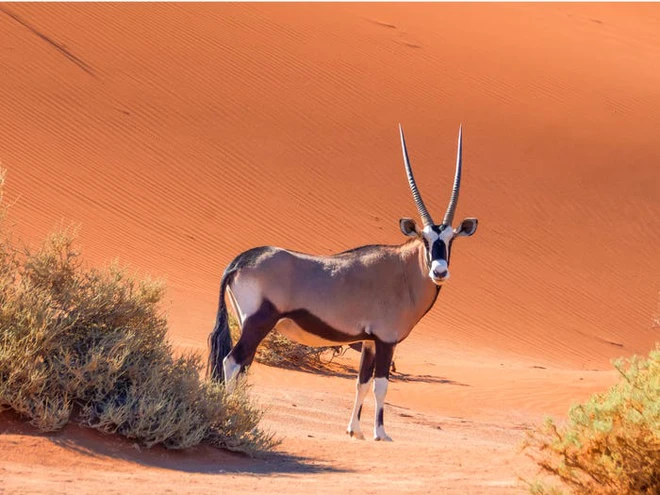Vẻ đẹp của 24 lo&agrave;i động vật mới được đưa v&agrave;o s&aacute;ch đỏ, c&oacute; thể ch&uacute;ng ta sẽ kh&ocirc;ng c&ograve;n nh&igrave;n thấy ch&uacute;ng trong tương lai - Ảnh 7.