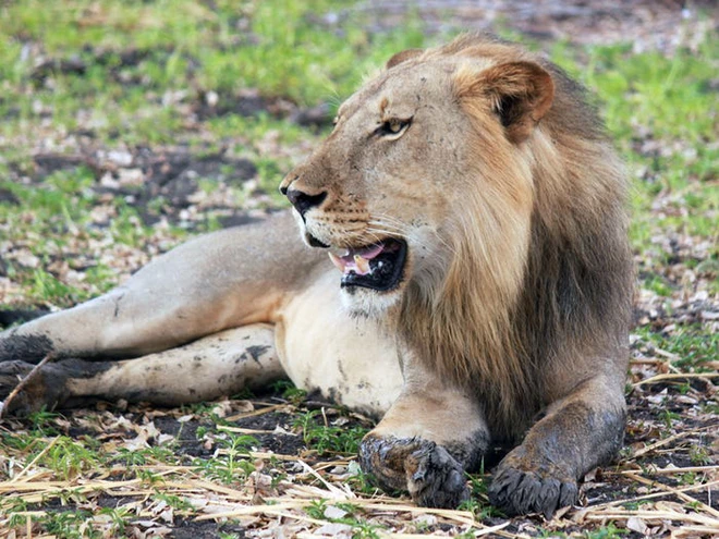 Vẻ đẹp của 24 lo&agrave;i động vật mới được đưa v&agrave;o s&aacute;ch đỏ, c&oacute; thể ch&uacute;ng ta sẽ kh&ocirc;ng c&ograve;n nh&igrave;n thấy ch&uacute;ng trong tương lai - Ảnh 9.